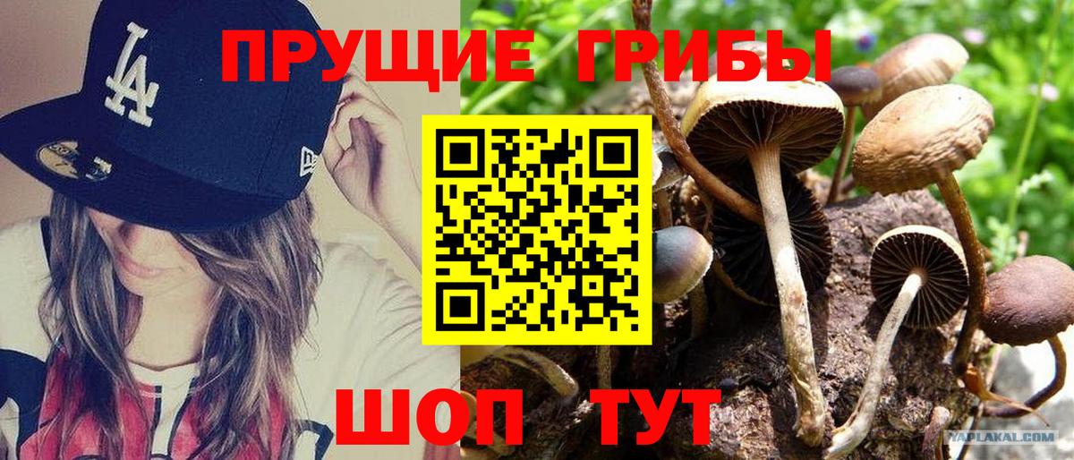 Галлюциногенные грибы Cubensis Чапаевск